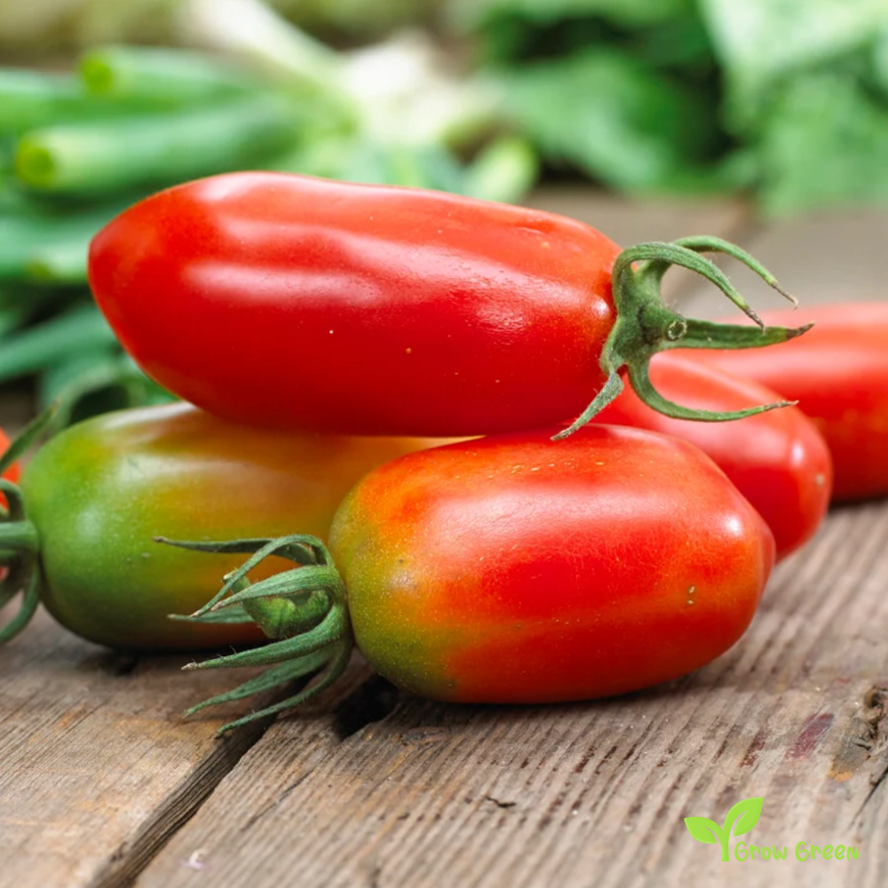 10 seeds San Marzano Tomato - SOLANUM LYCOPERSICUM + Gift 5 seeds Sunflower