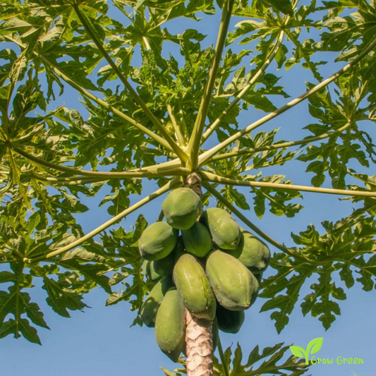 30 seeds of Giant Papaya - CARICA PAPAYA + Gift 5 seeds Sunflower