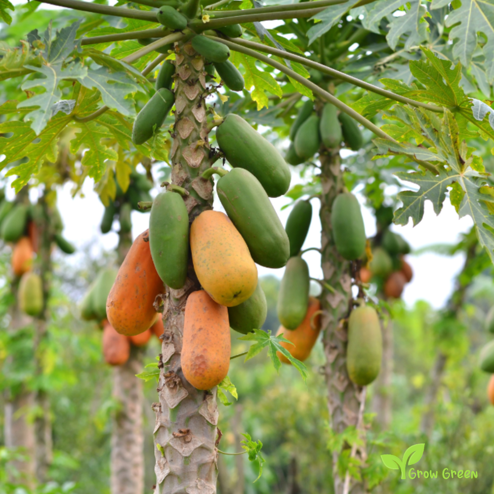 30 seeds of Giant Papaya - CARICA PAPAYA + Gift 5 seeds Sunflower