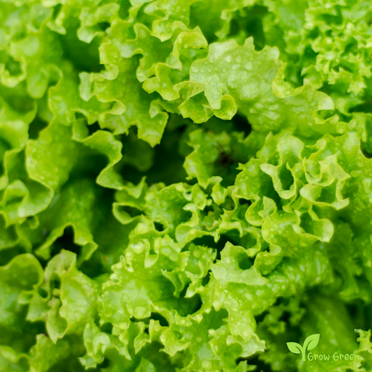 50 seeds of Lettuce Salad Bowl - LACTUCA SATIVA + Gift 5 seeds Sunflower