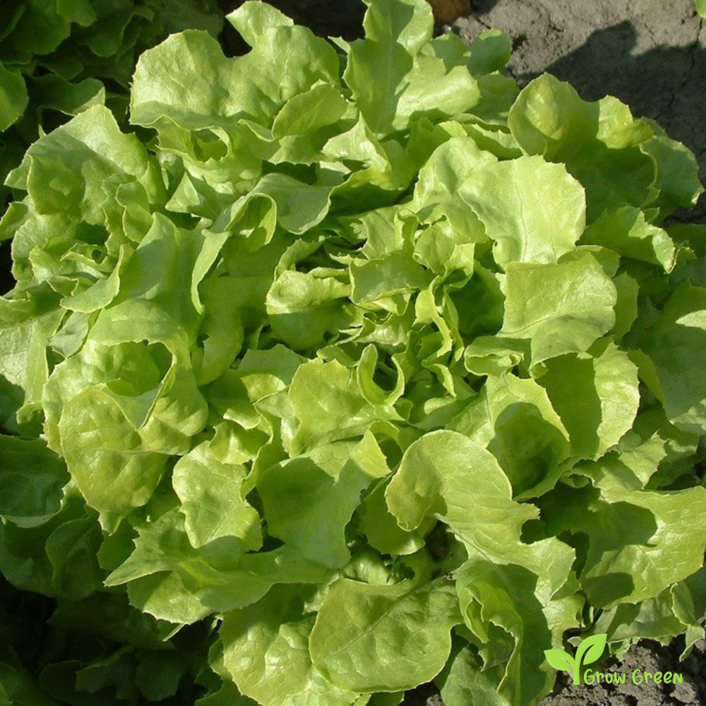 50 seeds of Lettuce Salad Bowl - LACTUCA SATIVA + Gift 5 seeds Sunflower