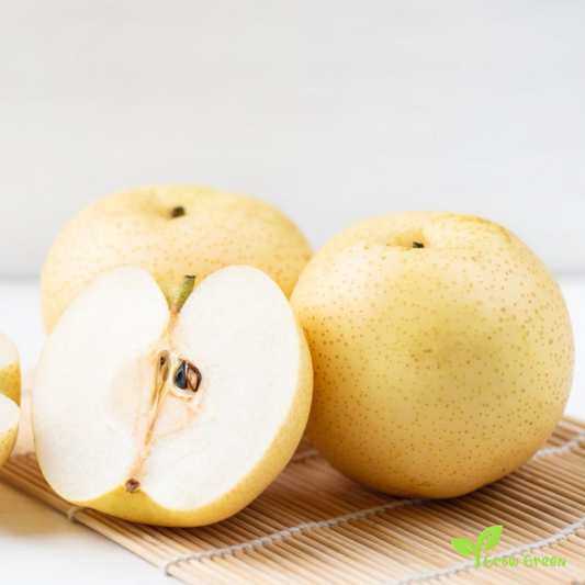 3 seeds of White Chinese Pear - PYRUS BRETSCHNEIDERI + Gift 5 seeds Sunflower