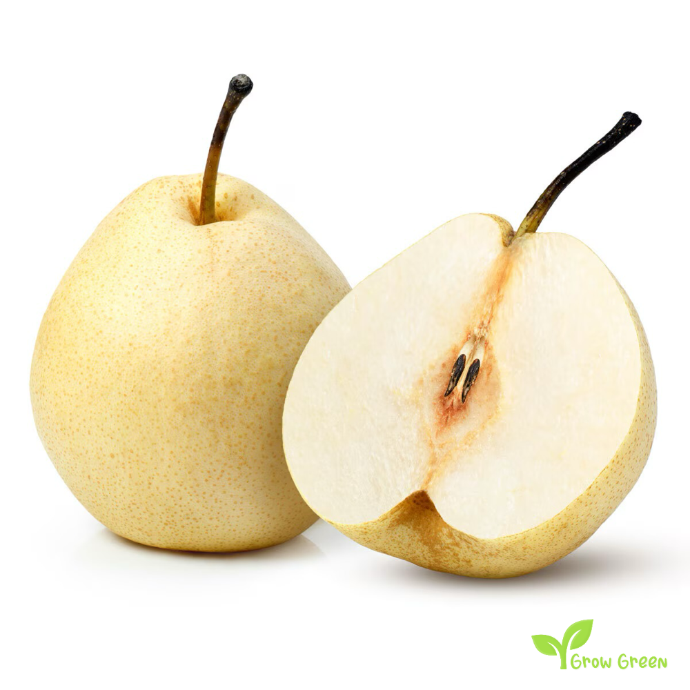 3 seeds of White Chinese Pear - PYRUS BRETSCHNEIDERI + Gift 5 seeds Sunflower