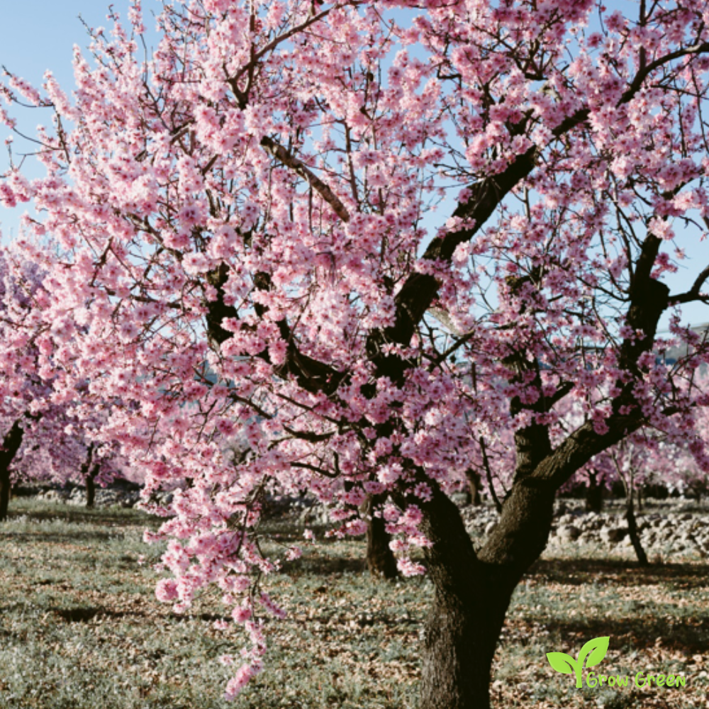 5 seeds of Almond PRUNUS DULCIS/AMYGDALUS + Gift 5 seeds Sunflower