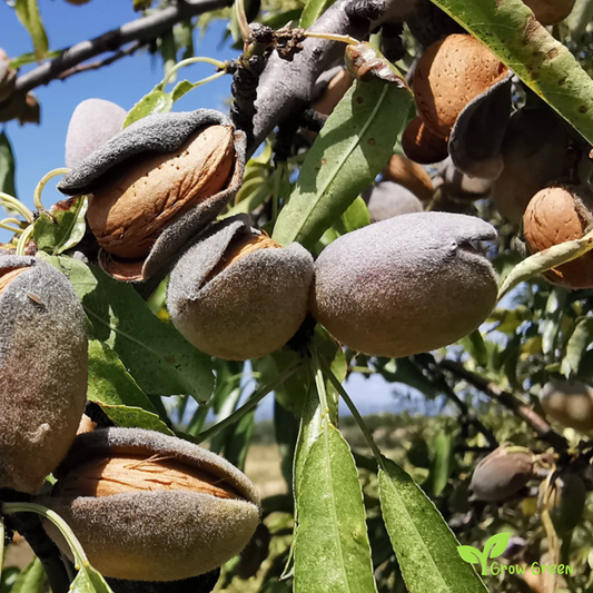 5 seeds of Almond PRUNUS DULCIS/AMYGDALUS + Gift 5 seeds Sunflower