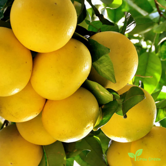 5 seeds of Grapefruit Yellow Flesh - CITRUS PARADISI + Gift 5 seeds Sunflower