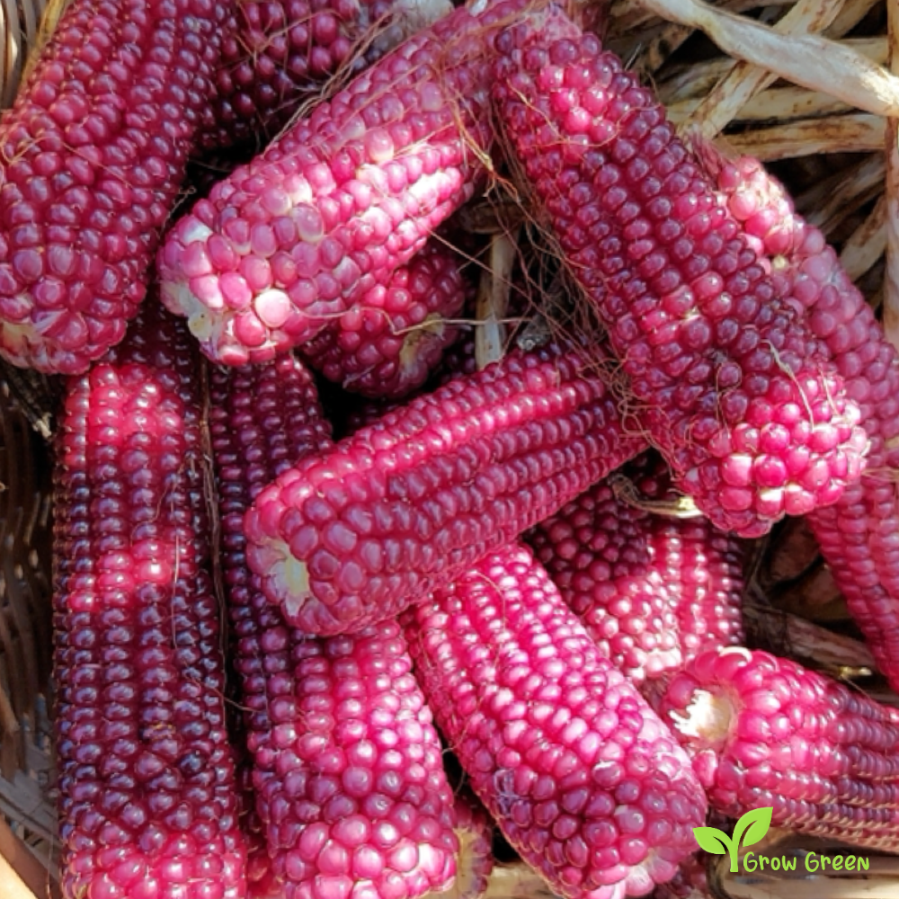 10 seeds of Pink Maize - ZEA MAYS - Pink Corn + Gift 5 seeds Sunflower