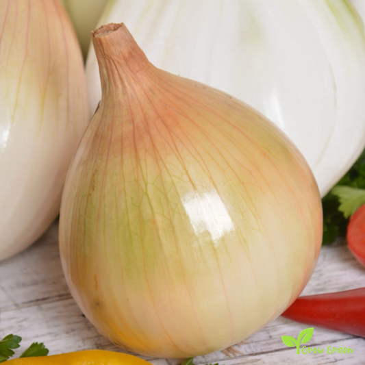 50 seeds of Onion Ailsa Craig - ALLIUM CEPA - Prizewinner + Gift 5 seeds Sunflower