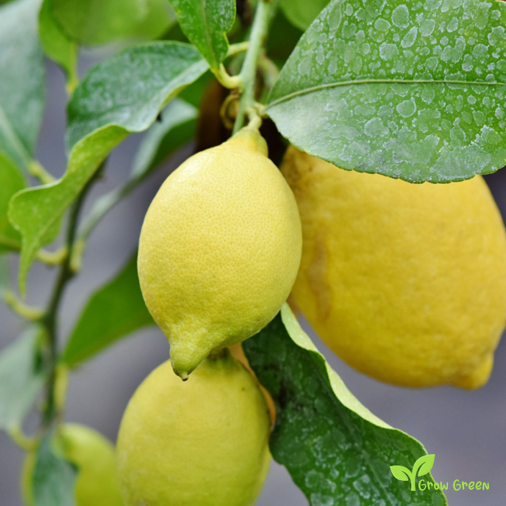 5 seeds of Lemon - CITRUS LIMON + Gift 5 seeds Sunflower