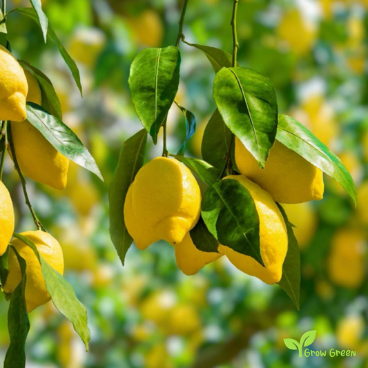 5 seeds of Lemon - CITRUS LIMON + Gift 5 seeds Sunflower