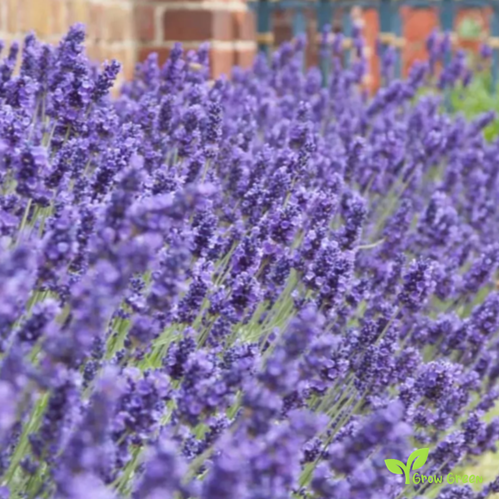 50 seeds of Lavender - LAVANDULA ANGUSTIFOLIA - English Lavender + Gift 5 seeds Sunflower