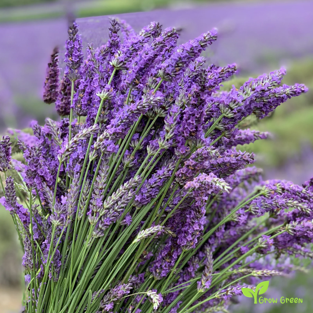 50 seeds of Lavender - LAVANDULA ANGUSTIFOLIA - English Lavender + Gift 5 seeds Sunflower