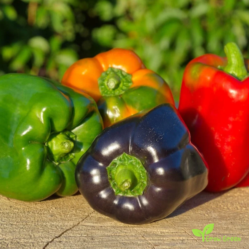 50 seeds Mixed Colour Bell Pepper - CAPSICUM ANNUUM - Sweet + Gift 5 seeds Sunflower