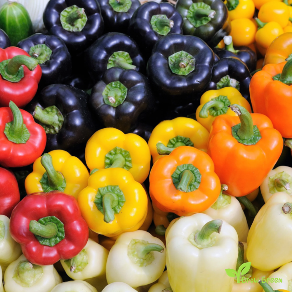 50 seeds Mixed Colour Bell Pepper - CAPSICUM ANNUUM - Sweet + Gift 5 seeds Sunflower