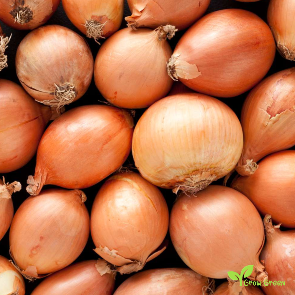 50 seeds Yellow Onion - ALLIUM CEPA + Gift 5 seeds Sunflower