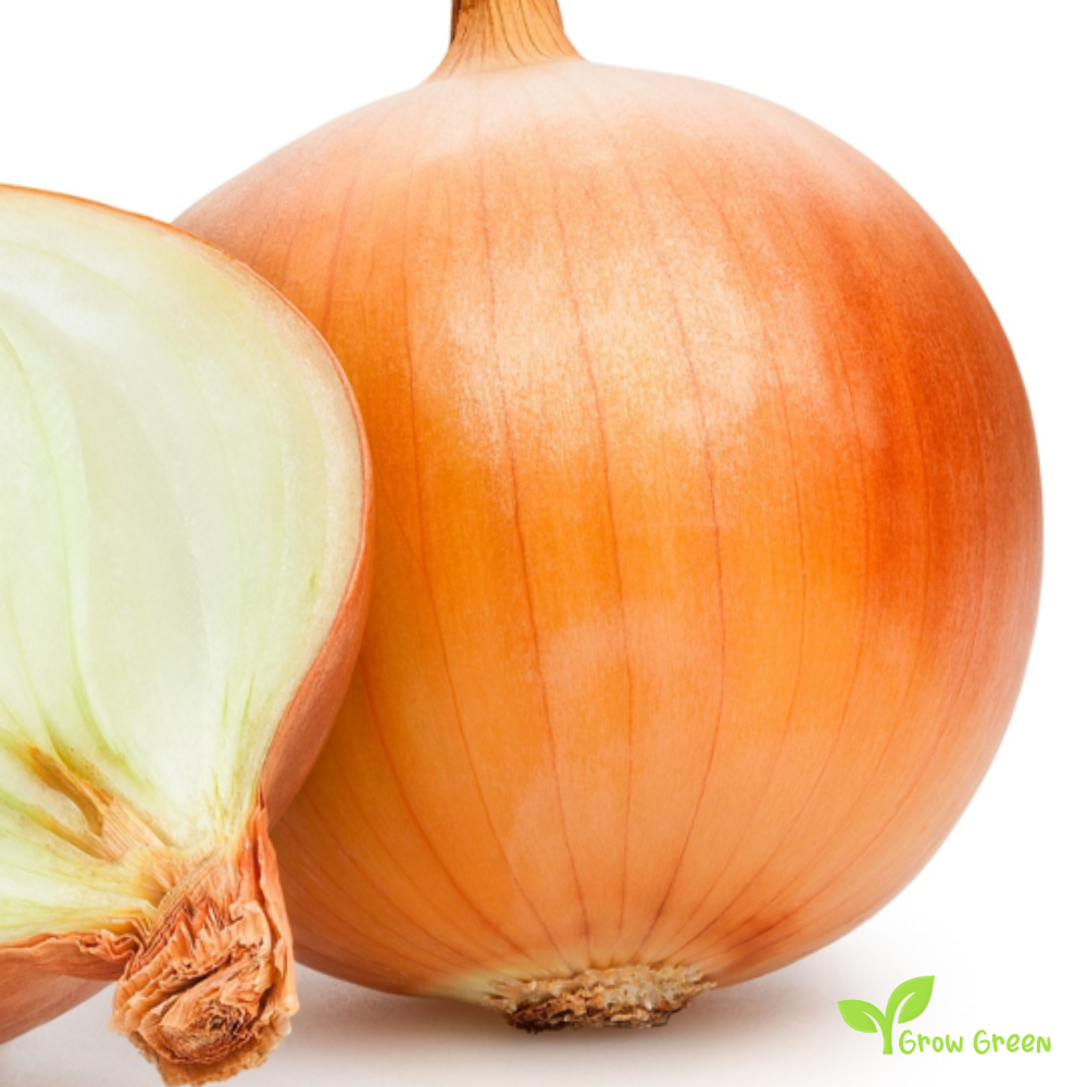 50 seeds Yellow Onion - ALLIUM CEPA + Gift 5 seeds Sunflower