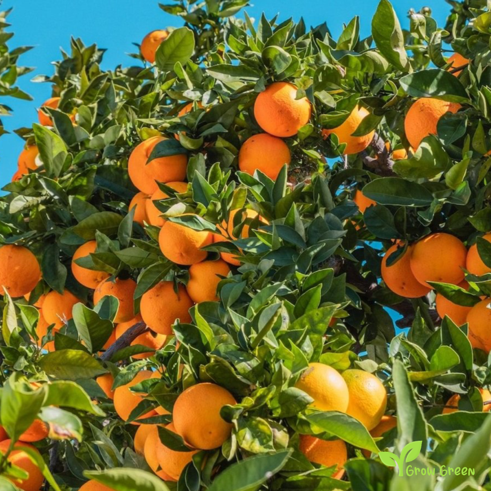 10 seeds of Orange - CITRUS SINENSIS + Gift 5 seeds Sunflower