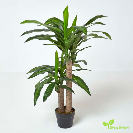 5 seeds of Cornstalk Dracaena - DRACAENA FRAGRANS + Gift 5 seeds Sunflower
