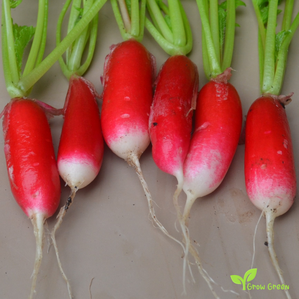 50 seeds of French Breakfast Radish - RAPHANUS SATIVUS + Gift 5 seeds Sunflower