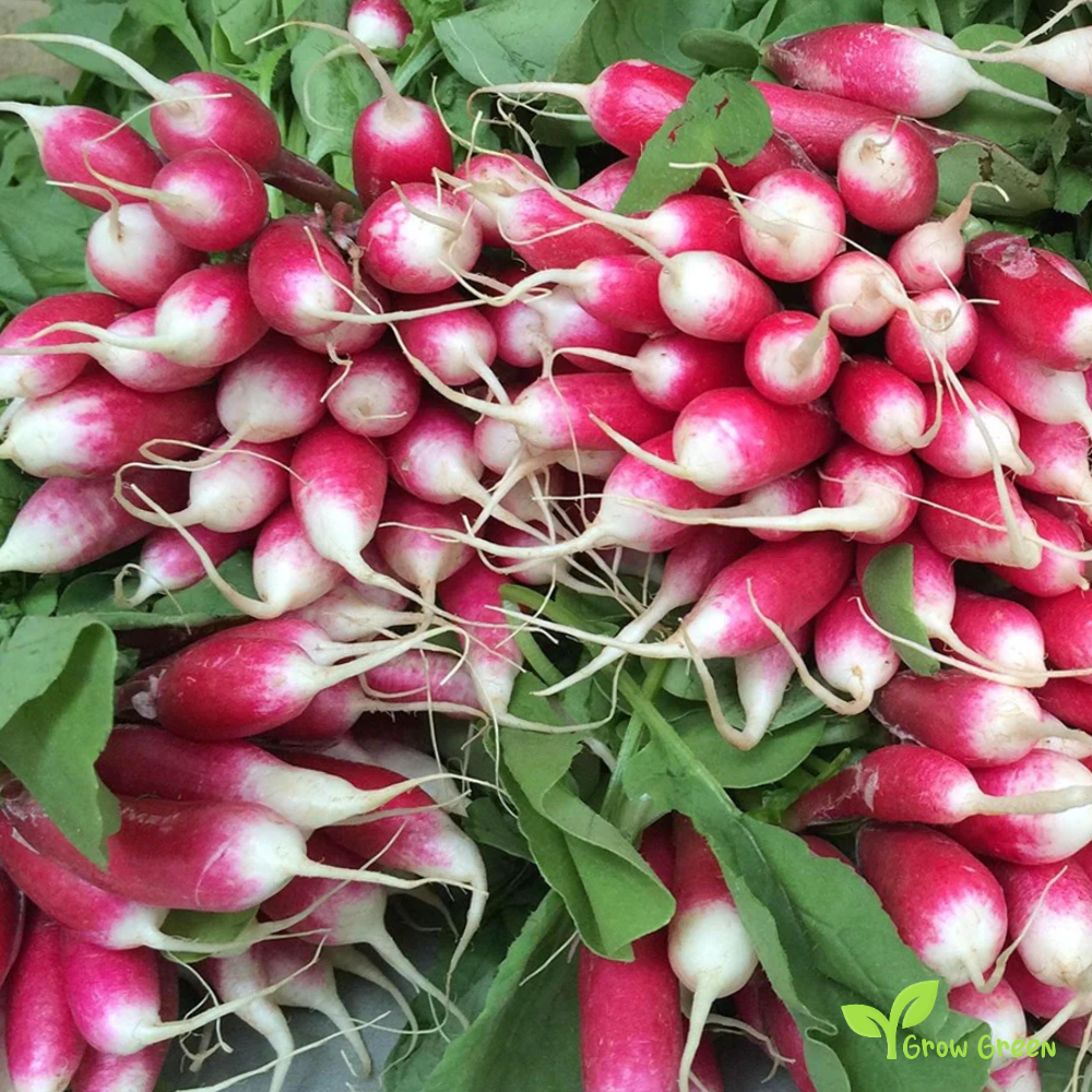 50 seeds of French Breakfast Radish - RAPHANUS SATIVUS + Gift 5 seeds Sunflower