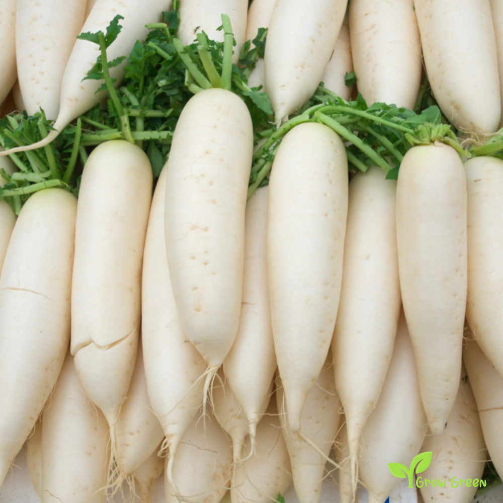 50 seeds of White Radish Munchen Bier - RAPHANUS SATIVUS + Gift 5 seeds Sunflower