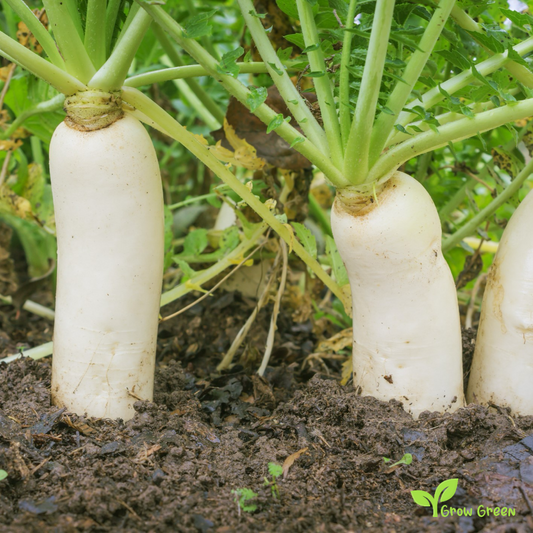 50 seeds of White Radish Munchen Bier - RAPHANUS SATIVUS + Gift 5 seeds Sunflower