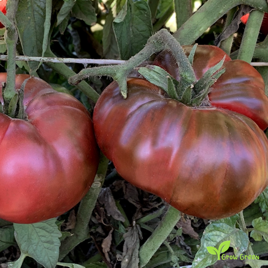 10 seeds Black Beefsteak Tomato - SOLANUM LYCOPERSICUM + Gift 5 seeds Sunflower