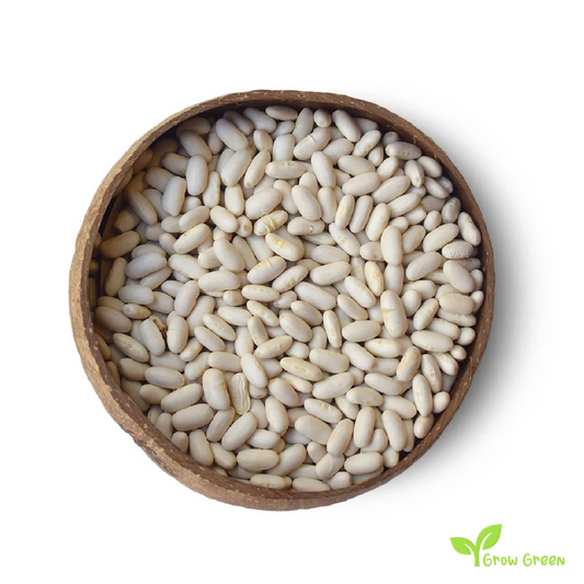 50 seeds of Haricot Bean - PHASEOLUS VULGARIS - Navy Bean + Gift 5 seeds Sunflower