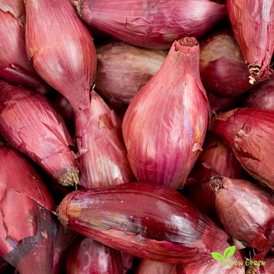 50 seeds of Red Firenze Onion - ALLIUM CEPA + Gift 5 seeds Sunflower