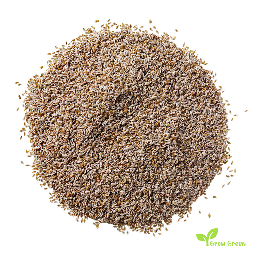 50 seeds Psyllium - PLANTAGO OVATA - Blond Plantain + Gift 5 seeds Sunflower