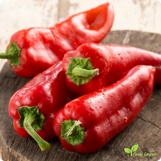 20 seeds Red Sweet Long Pepper - CAPSICUM ANNUUM - Mild + Gift 5 seeds Sunflower