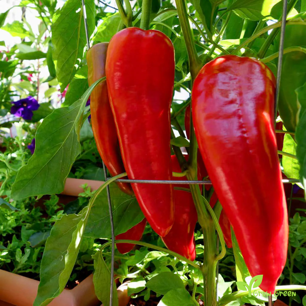 20 seeds Red Sweet Long Pepper - CAPSICUM ANNUUM - Mild + Gift 5 seeds Sunflower