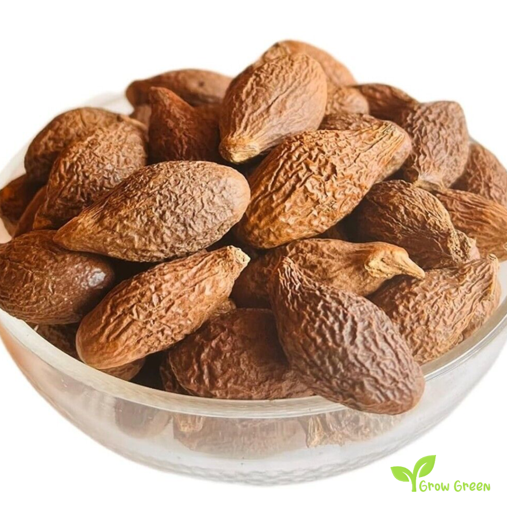 3 seeds of Sterculia Lychnophora - SCAPHIUM AFFINE - Malva Nut + Gift 5 seeds Sunflower