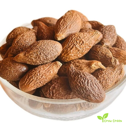 3 seeds of Sterculia Lychnophora - SCAPHIUM AFFINE - Malva Nut + Gift 5 seeds Sunflower