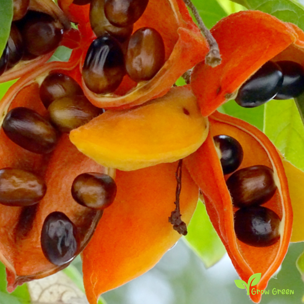 3 seeds of Sterculia Lychnophora - SCAPHIUM AFFINE - Malva Nut + Gift 5 seeds Sunflower