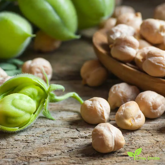 50 seeds of Chickpea - CICER ARIETINUM + Gift 5 seeds Sunflower