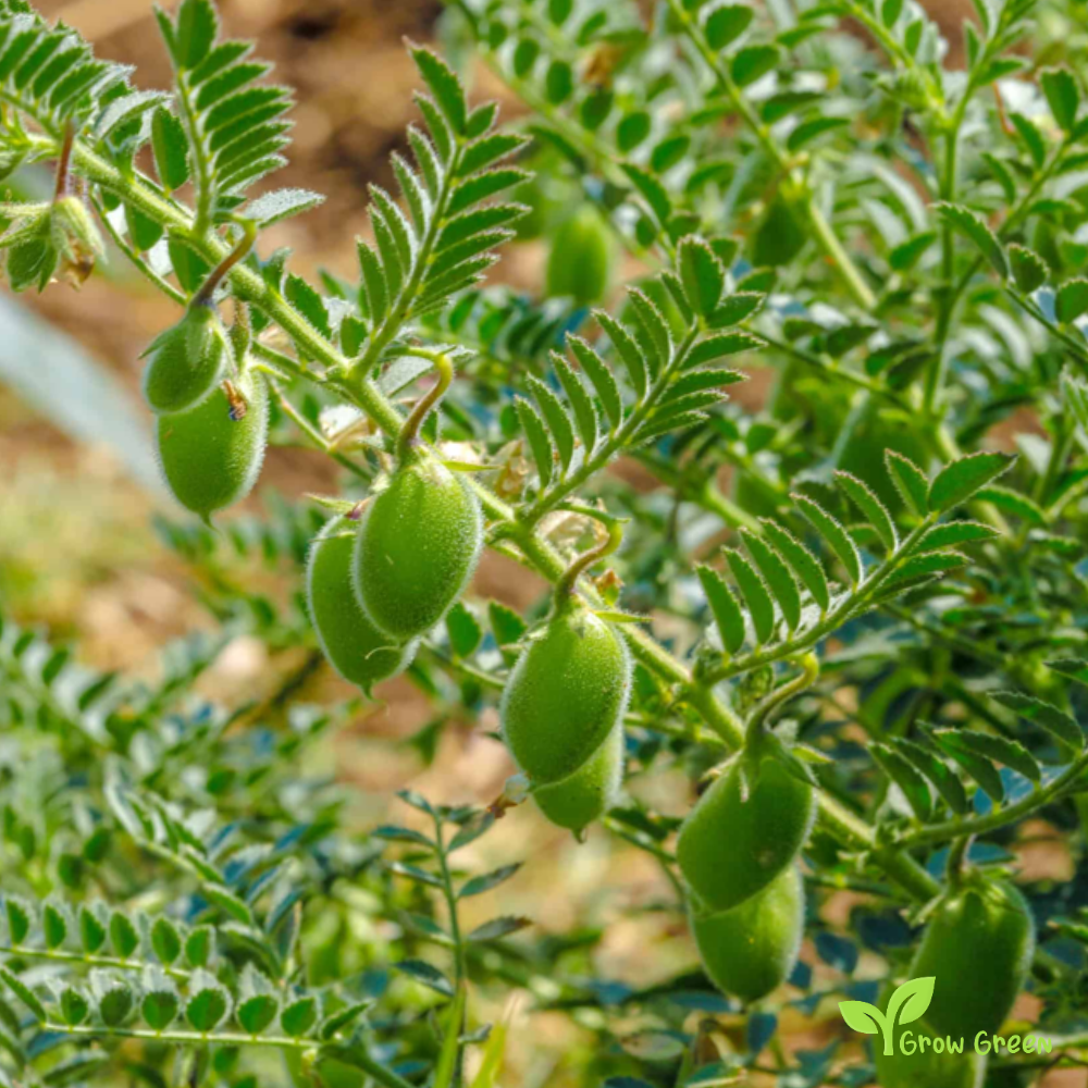 50 seeds of Chickpea - CICER ARIETINUM + Gift 5 seeds Sunflower