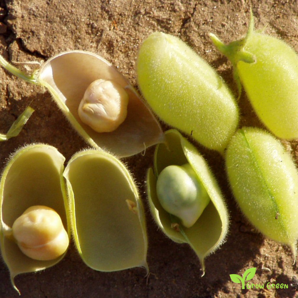 50 seeds of Chickpea - CICER ARIETINUM + Gift 5 seeds Sunflower