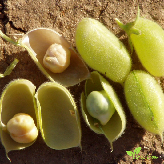 50 seeds of Chickpea - CICER ARIETINUM + Gift 5 seeds Sunflower