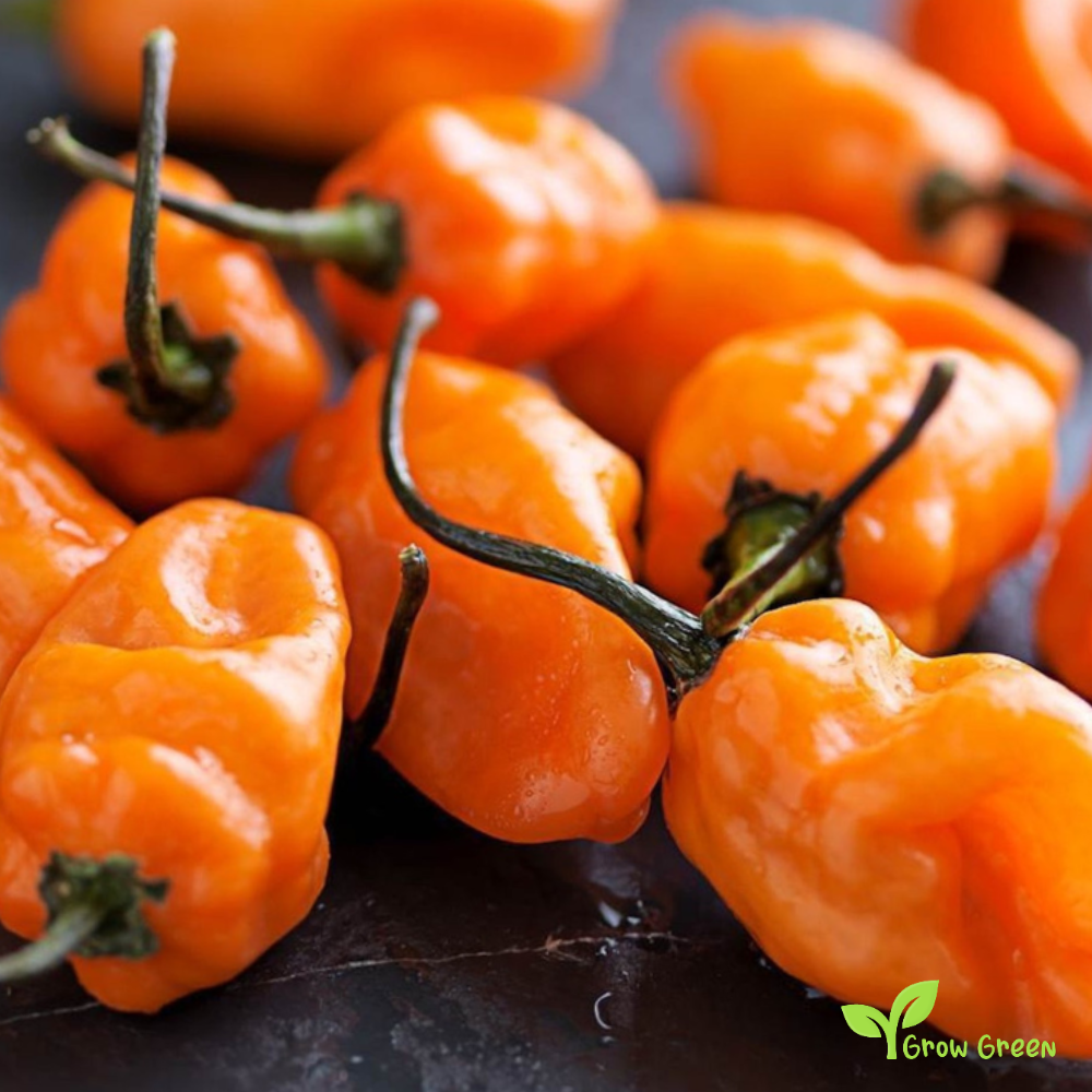 10 seeds of Orange Habanero Chilli - CAPSICUM CHINENESE + Gift 5 seeds Sunflower