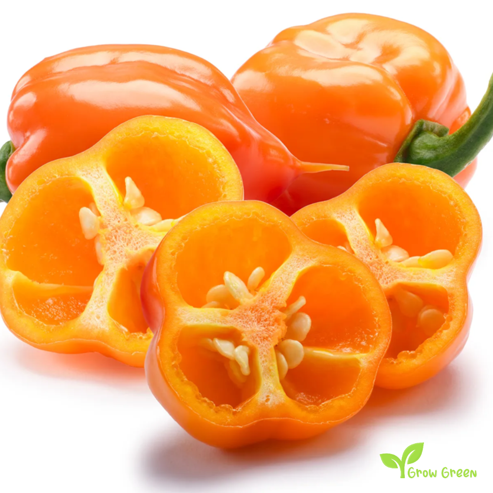 10 seeds of Orange Habanero Chilli - CAPSICUM CHINENESE + Gift 5 seeds Sunflower