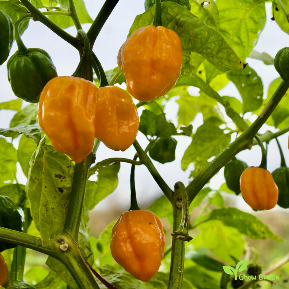 10 seeds of Orange Habanero Chilli - CAPSICUM CHINENESE + Gift 5 seeds Sunflower