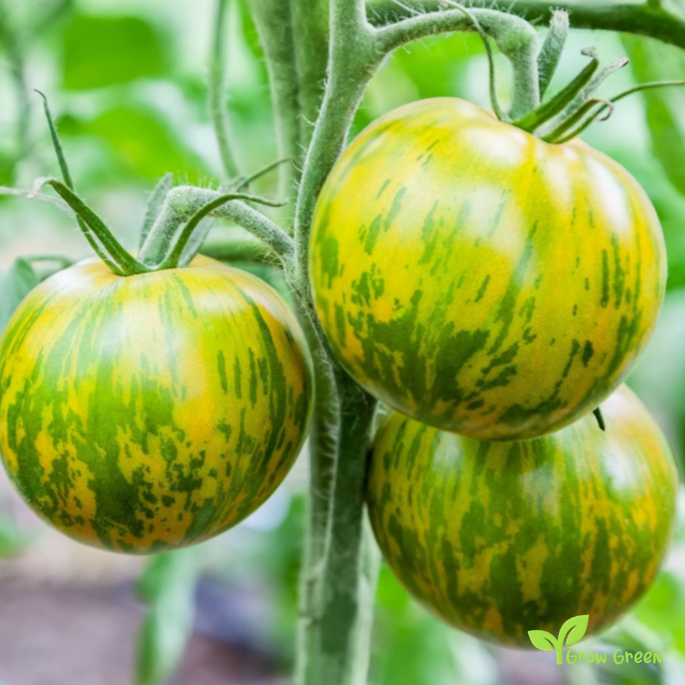 10 seeds Green Zebra Tomato - SOLANUM LYCOPERSICUM + Gift 5 seeds Sunflower