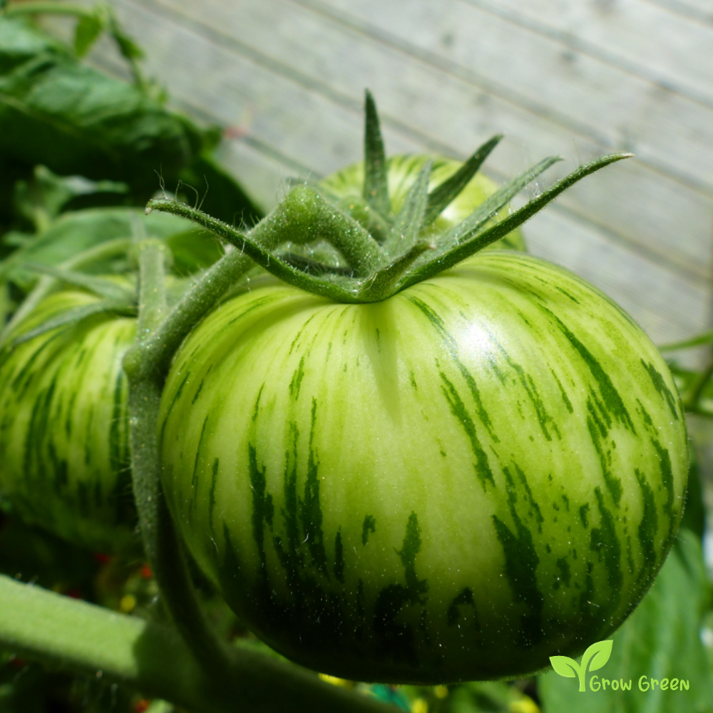 10 seeds Green Zebra Tomato - SOLANUM LYCOPERSICUM + Gift 5 seeds Sunflower