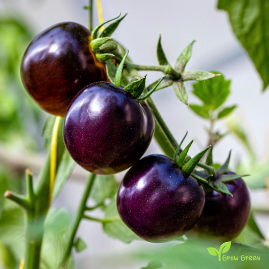 10 seeds Purple Tomato - SOLANUM LYCOPERSICUM + Gift 5 seeds Sunflower