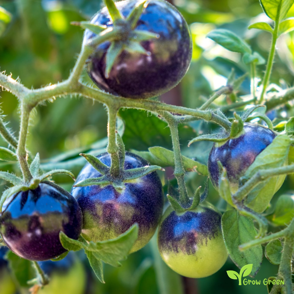 10 seeds Purple Tomato - SOLANUM LYCOPERSICUM + Gift 5 seeds Sunflower