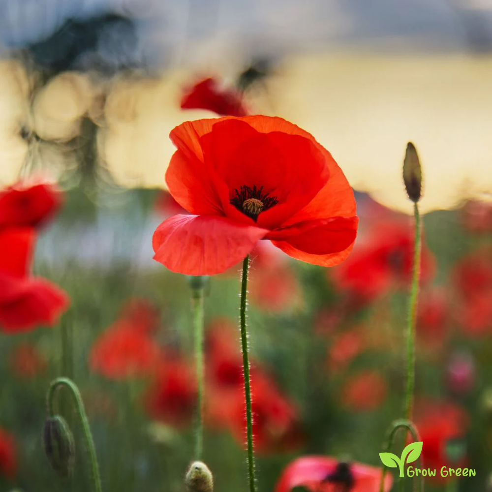 30 seeds of Rhoeas Poppy - PAPAVER + Gift 5 seeds Sunflower