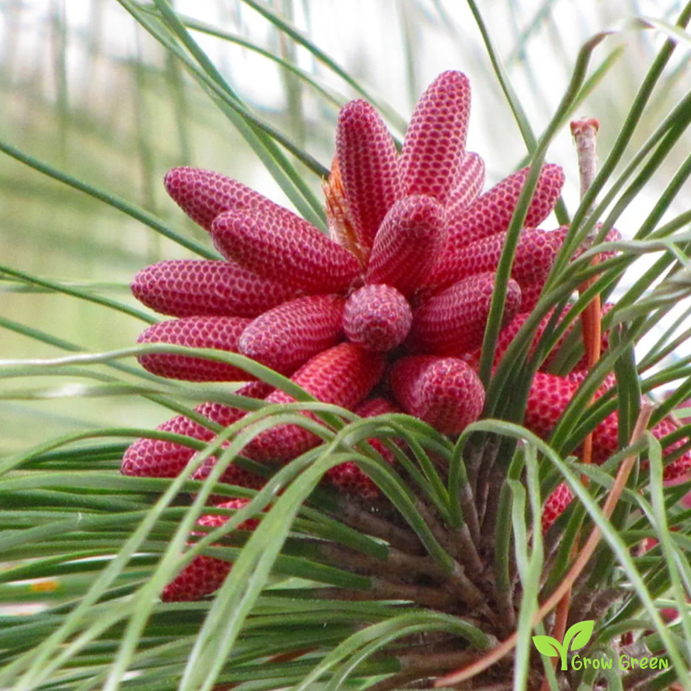 5 seeds of Slash Pine - PINUS ELLIOTTII + Gift 5 seeds Sunflower