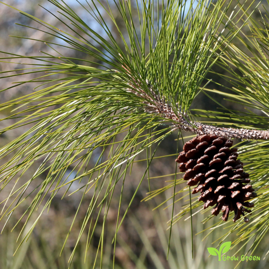 5 seeds of Slash Pine - PINUS ELLIOTTII + Gift 5 seeds Sunflower