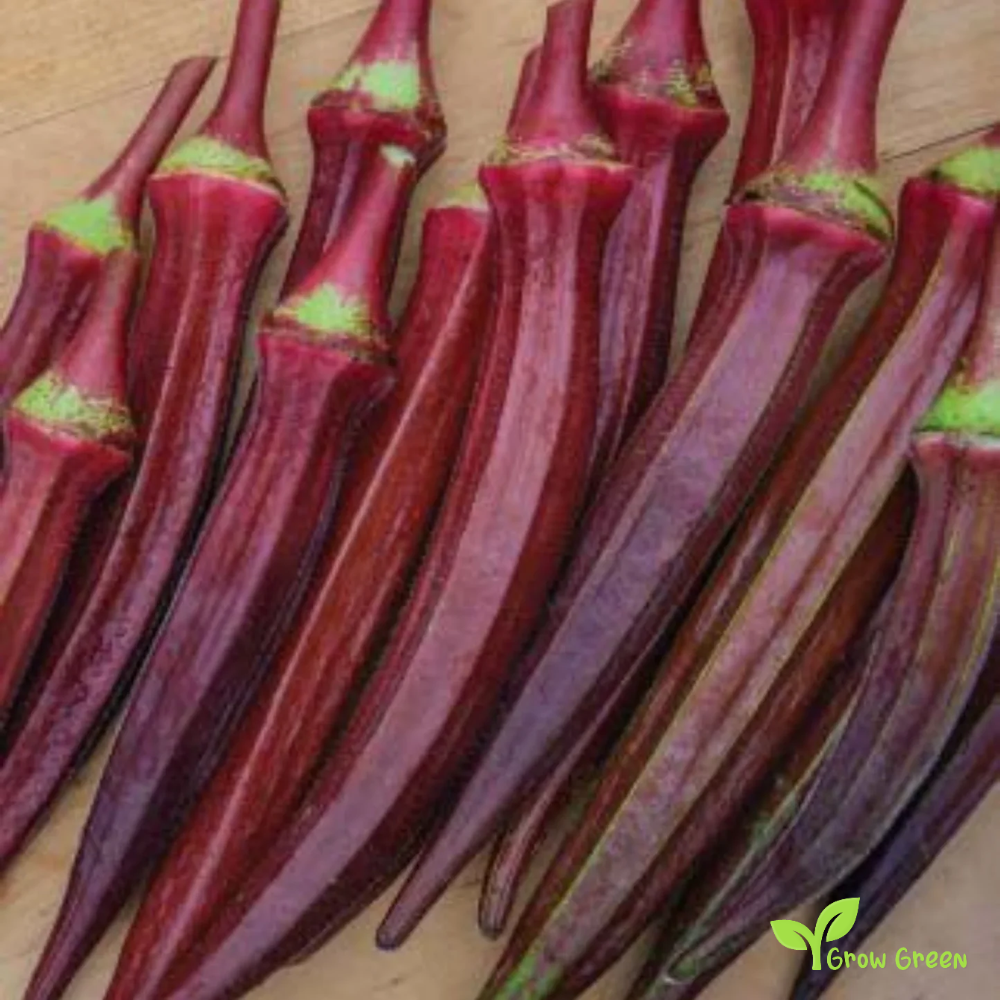 5 seeds of Red Okra - ABELMOSCHUS ESCULENTUS - Okro + Gift 5 seeds Sunflower